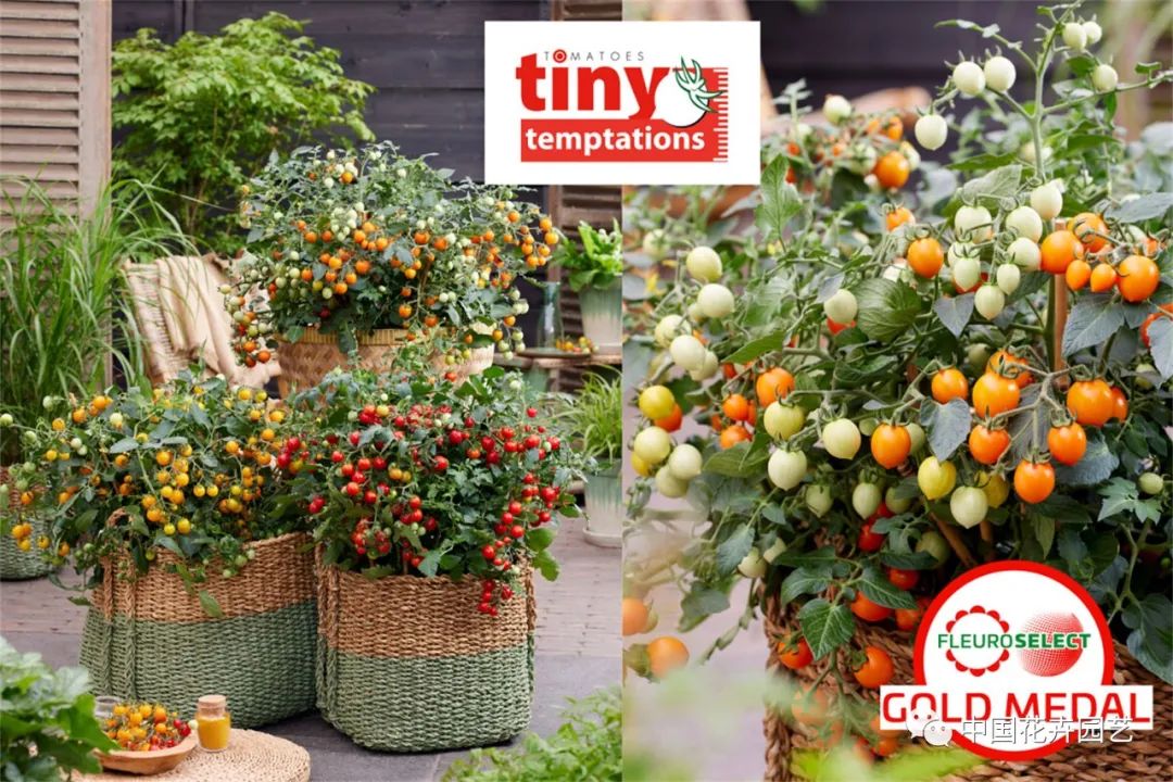 鑺卞崏鍝佺灞曠ず,鏂颁紭鑺卞崏鍝佺灞曠ず