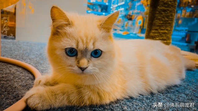 新手养猫省钱小知识大全,最全的新手养猫攻略