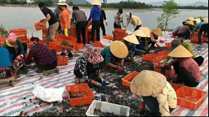 越南媳妇玄妹与玄米是同胞姐妹吗,越南媳妇玄米和玄妹是一个人吗