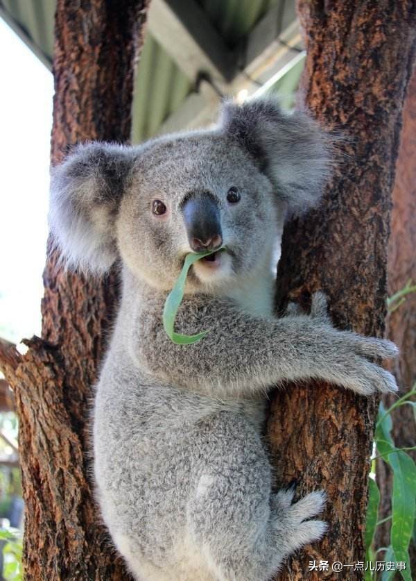 澳大利亚内陆为什么无法生存,澳大利亚是不是不适合生存