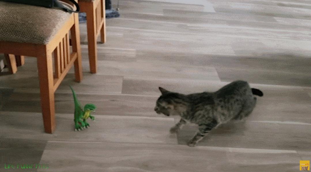 据说养猫超过3年，铲屎官都会变成神经病？