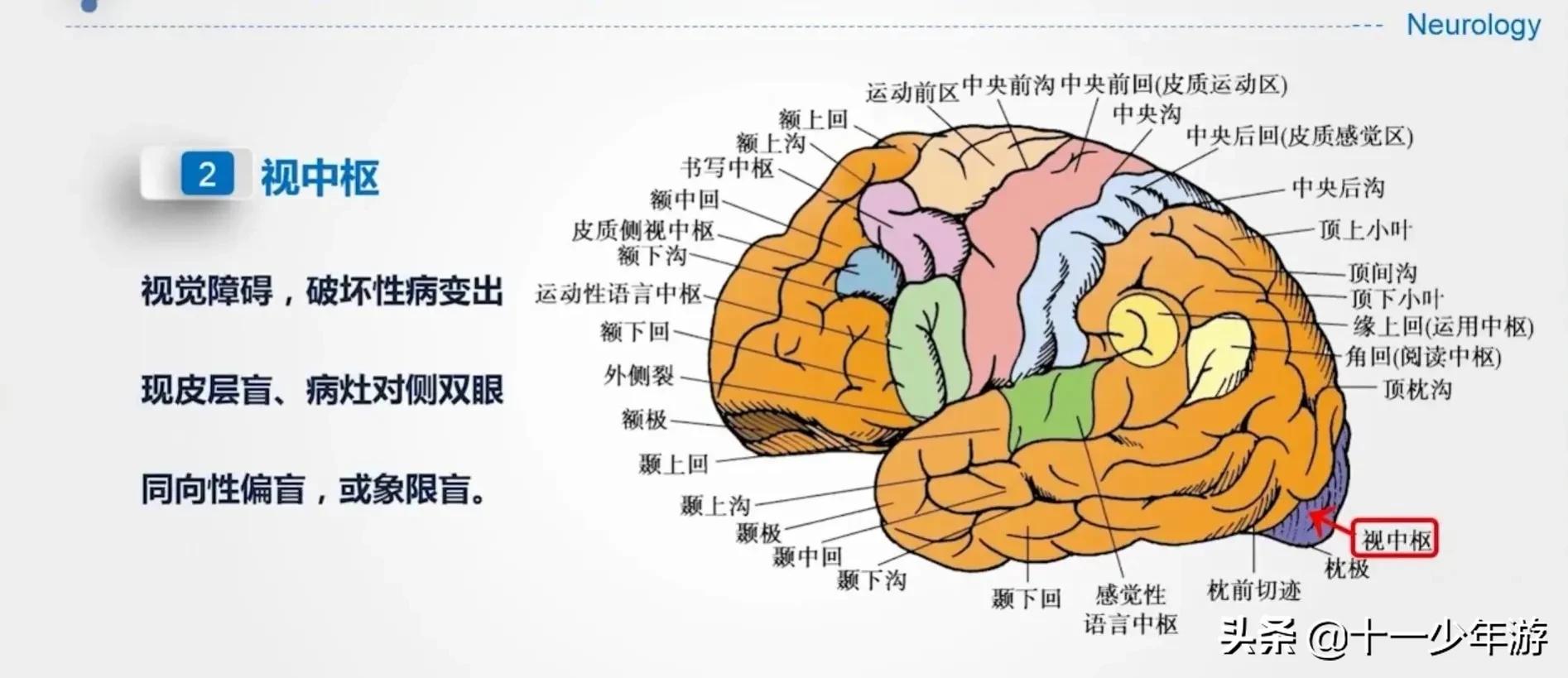 大脑的结构解剖示意图,大脑镰下疝解剖结构