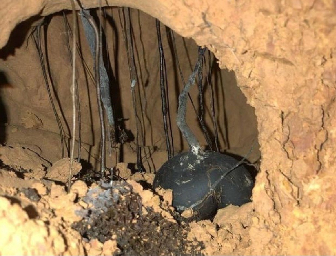 白蚁家族中的大熊猫,白蚁培育的黑色菌类