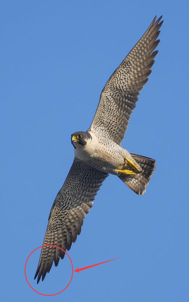 哪些鸟是猛禽,什么鸟属于猛禽