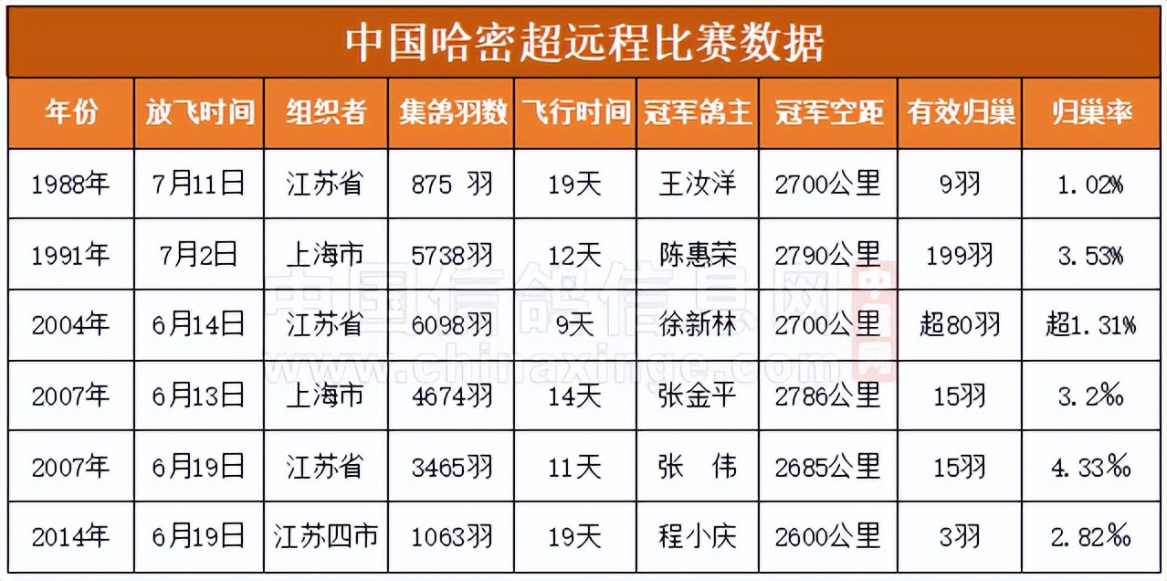 哈密超远程冠军信鸽图片,超远程赛鸽纪录