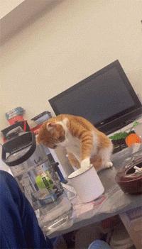 猫咪挑食只需一招,猫咪讨食小技巧