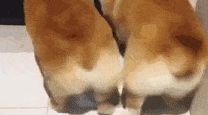 狗狗断甲是不是虐狗,狗狗为何要断尾