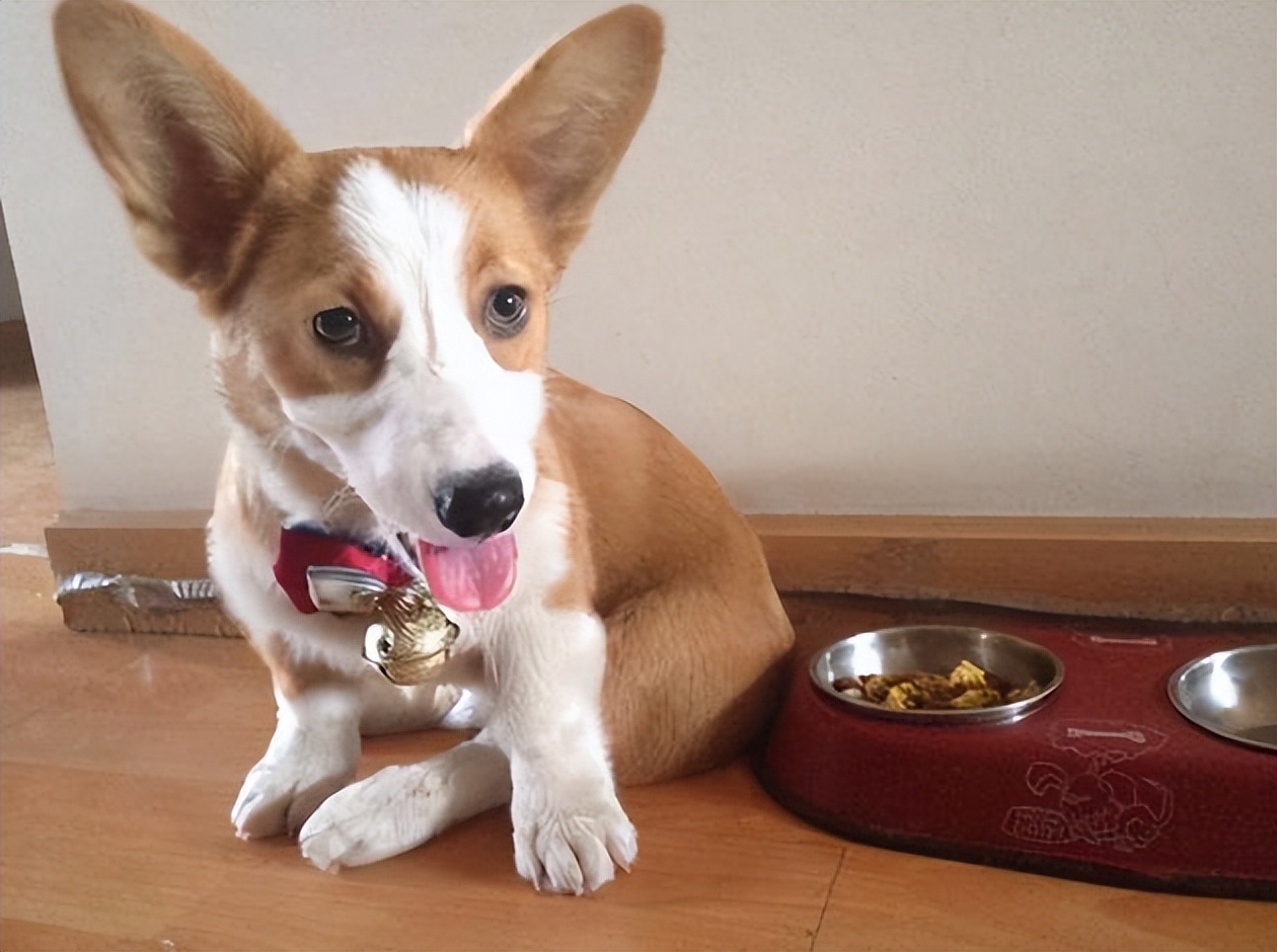 警告！狗狗这些迹象，代表身体有“寄生虫”