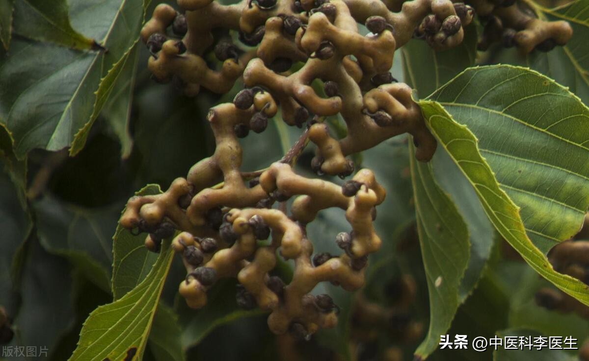 降血压、止咳嗽、防抽筋、治手抖,讲一个中药“扫地僧”—拐枣