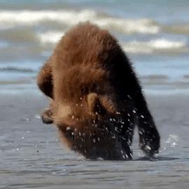 超写实主义动物素描作品欣赏,超简单精微素描凶猛的动物