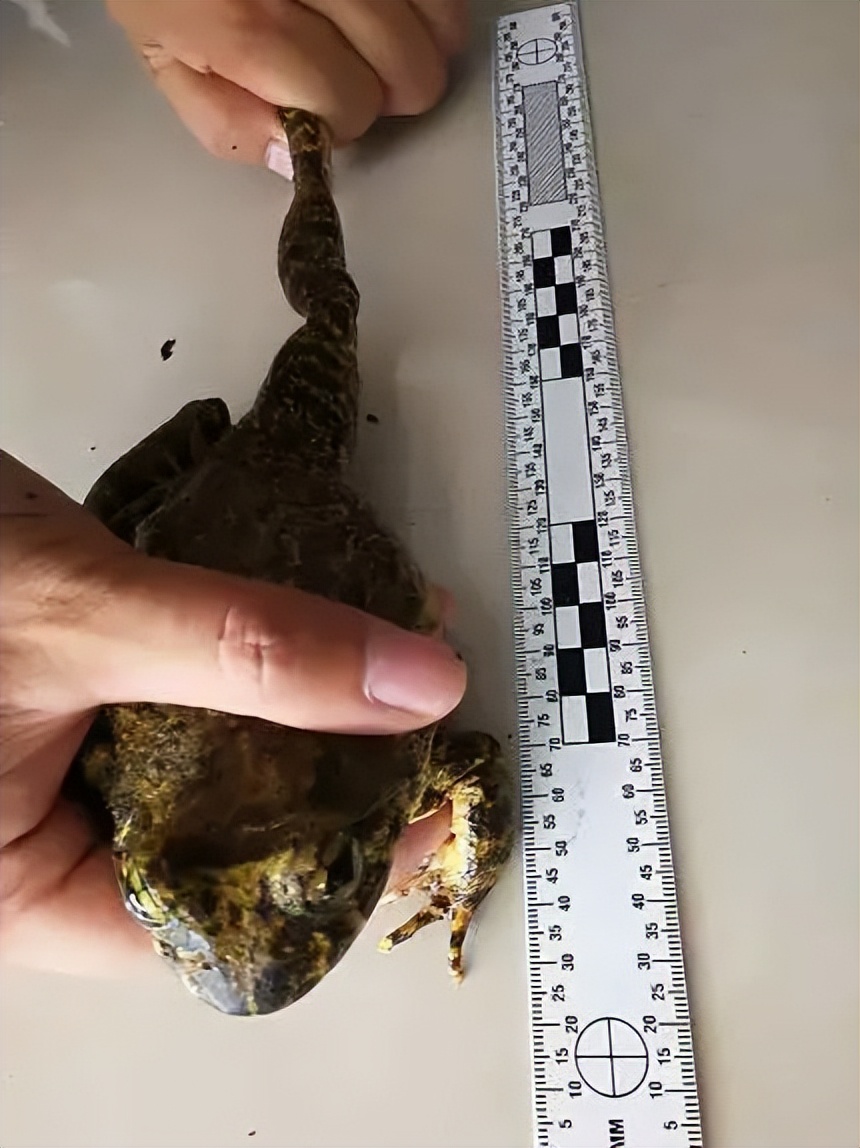 在野外怎样捉青蛙,青蛙晚上怎么抓最好