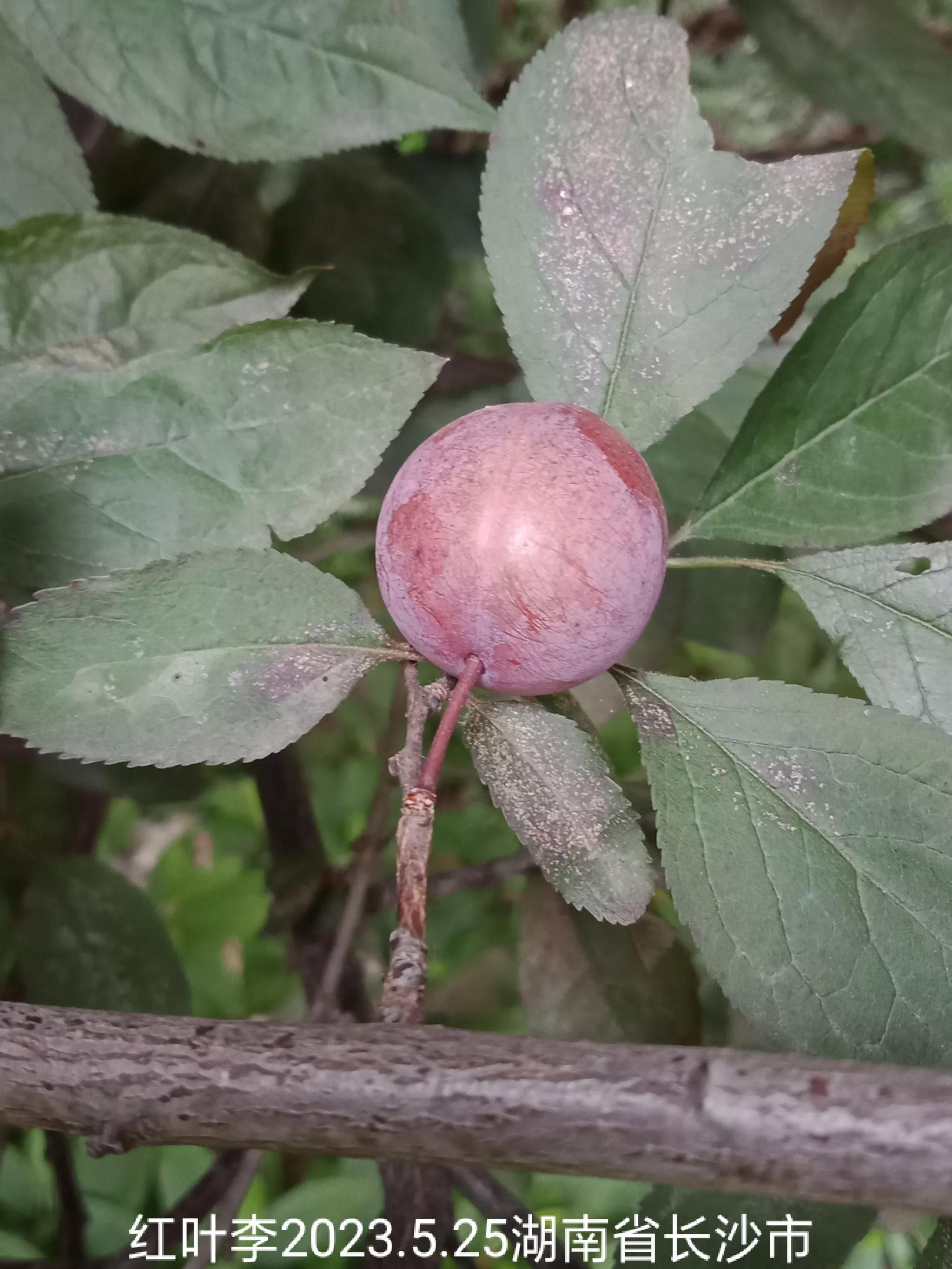 怎么找回没保存丢失的微信群,怎么找回没有保存的微信群