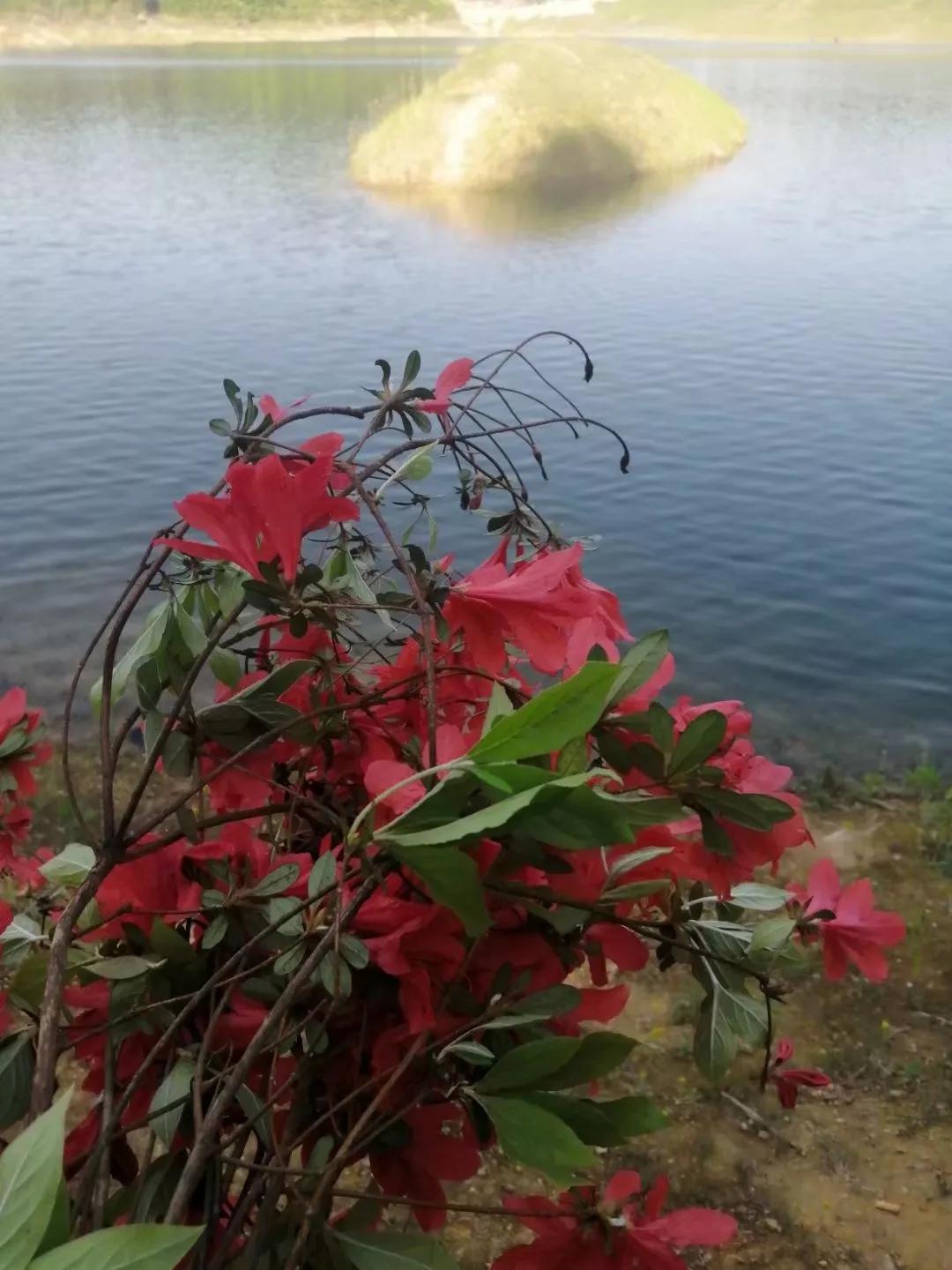 漫山的野花开了，可以回村看看了