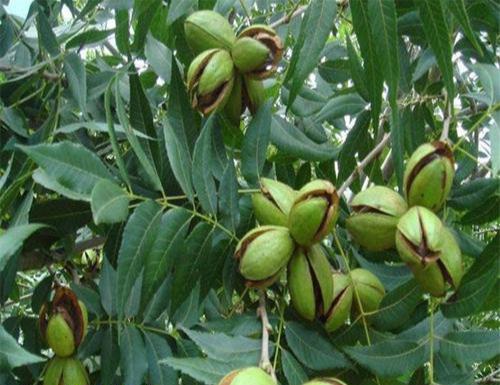 碧根果什么树的果实,开心果碧根果是什么树的果实