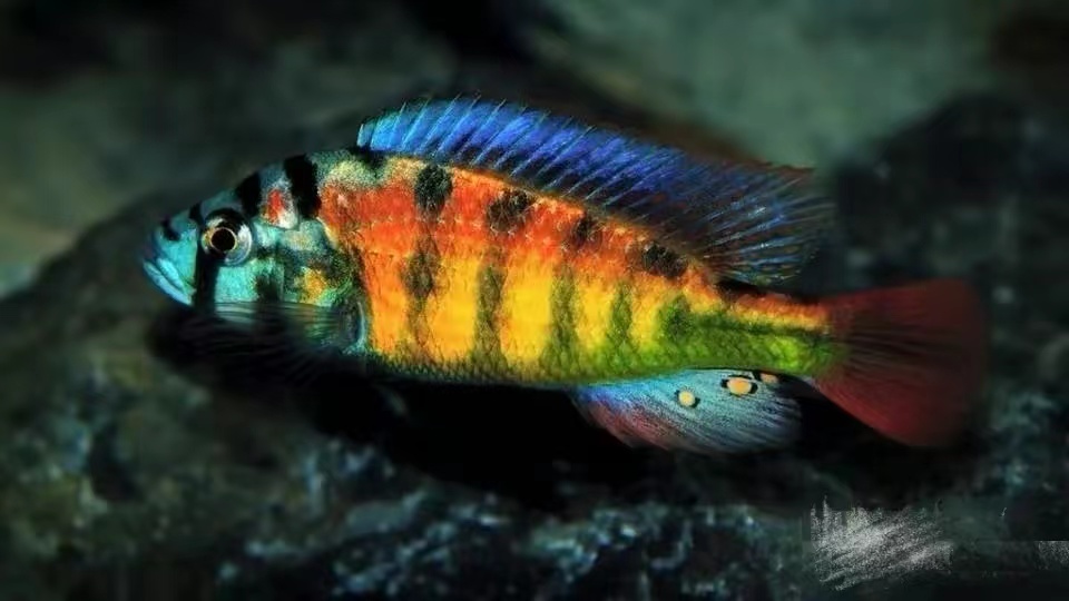 精心挑选6种最容易饲养的观赏鱼,新手饲养观赏鱼有哪些推荐