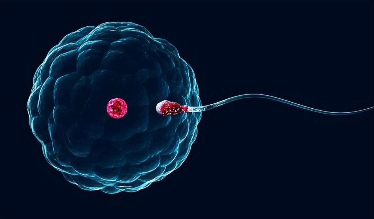 那些没有成功“受精”的精子，最后都去哪了？