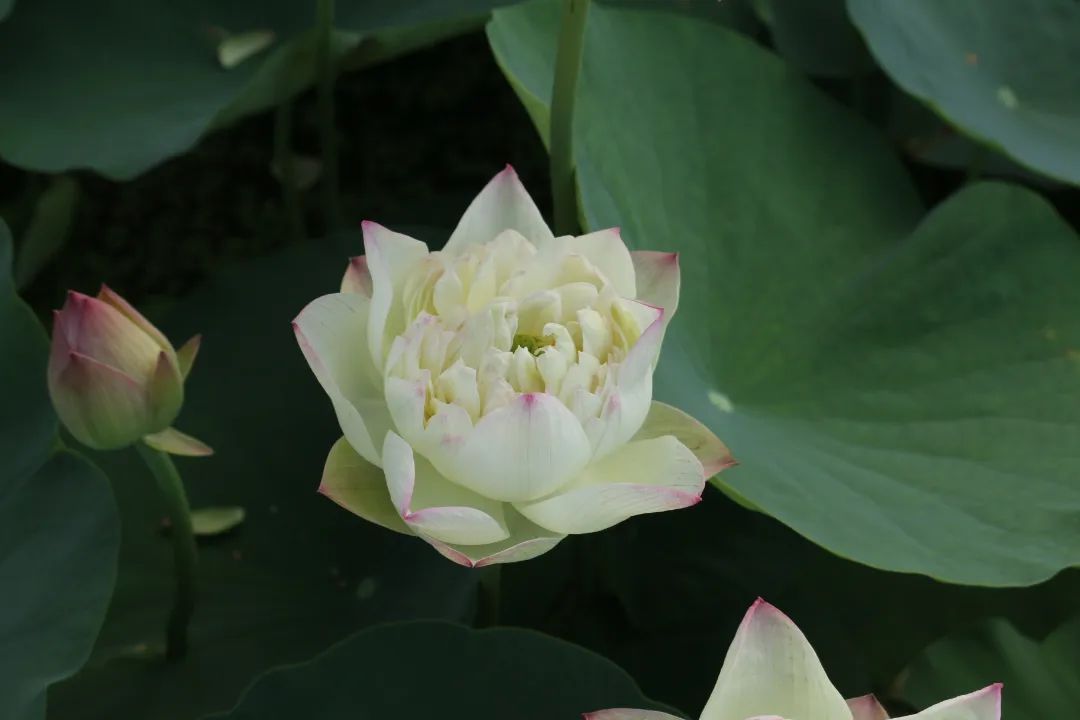 绝美的荷花品种大全图集,超好看荷花品种大型荷花