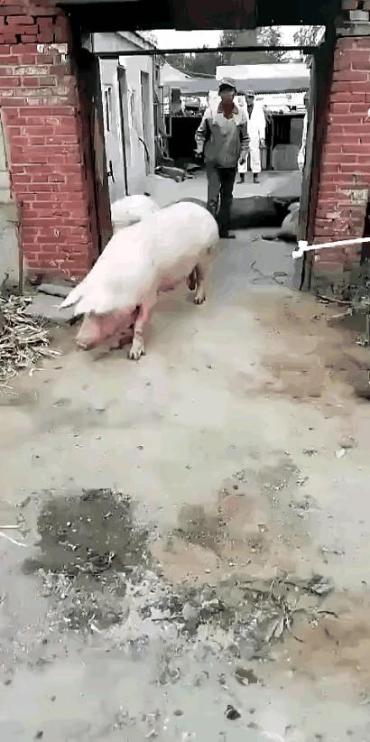 女朋友的房间里找到的工具,她说是手电筒,真以为我不懂吗?