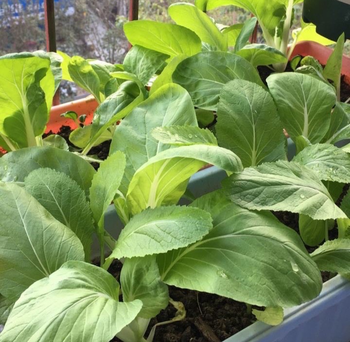 阳台上种菜养花推荐什么,阳台上种菜养花推荐一下