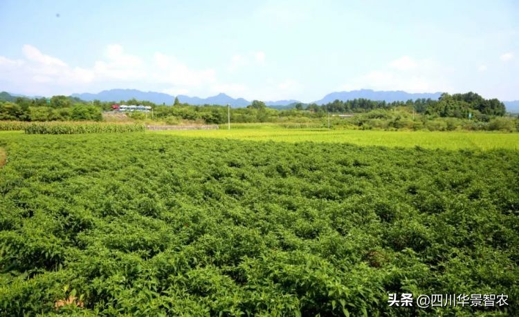华景辣椒烘干机,湄潭洗马乡杨家山烘干辣椒