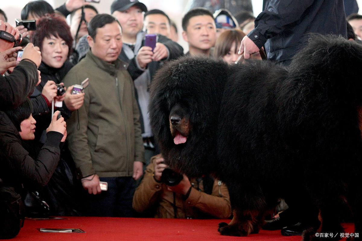 国宝成为全村人的笑话,国宝被骗钱