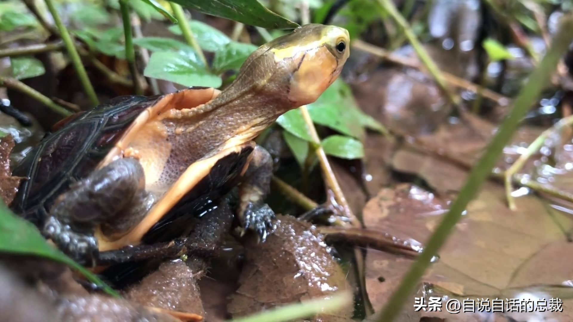 龟蛇大战,龟蛇大战故事