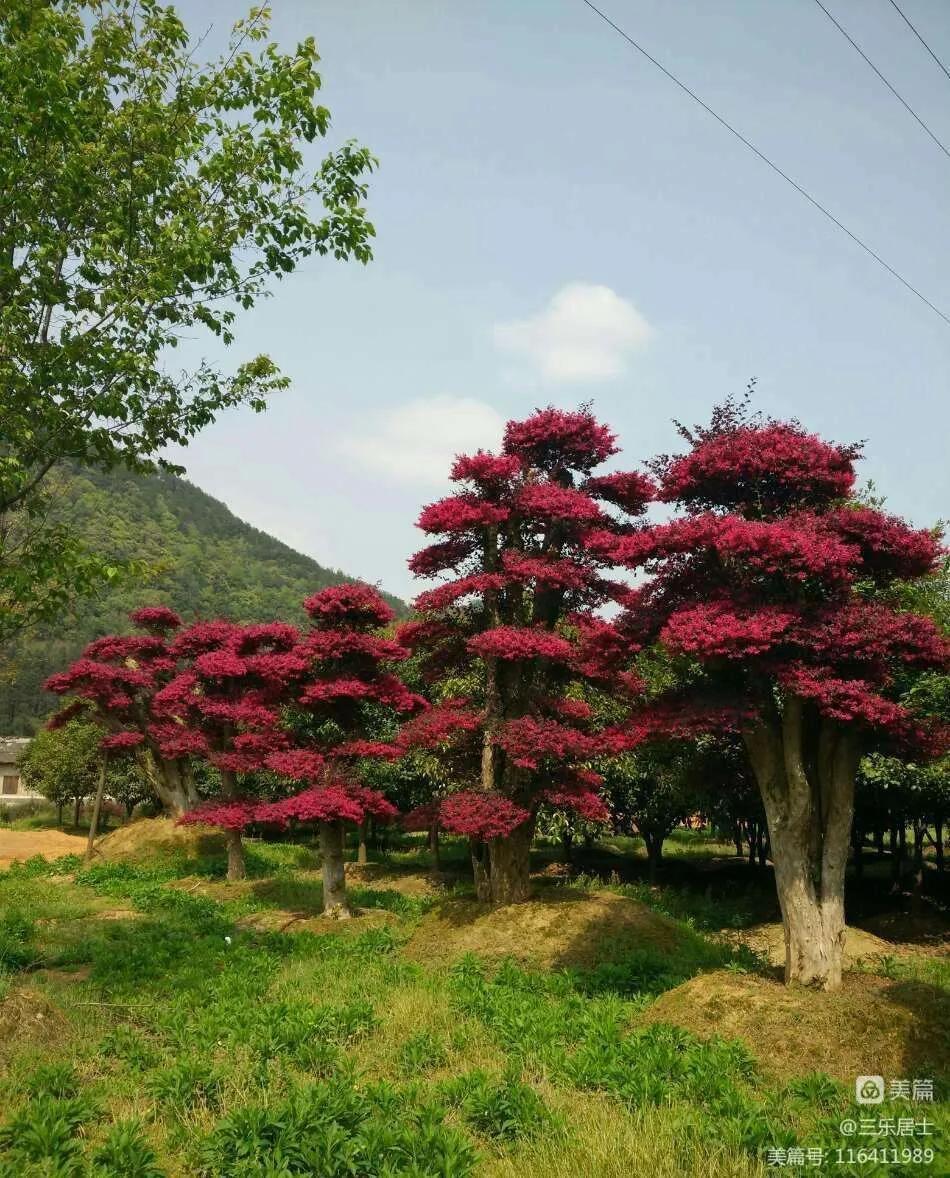 红花檵木的历史故事,白花檵木