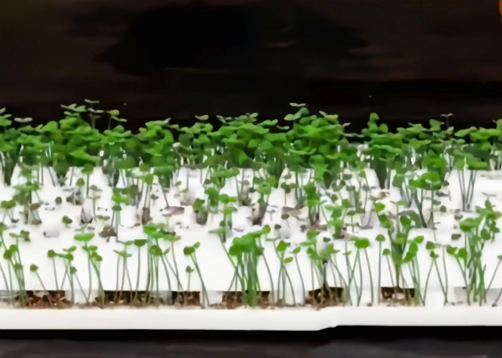 生活小妙招502配小苏打,不用胶水只用小苏打牙膏做起泡胶