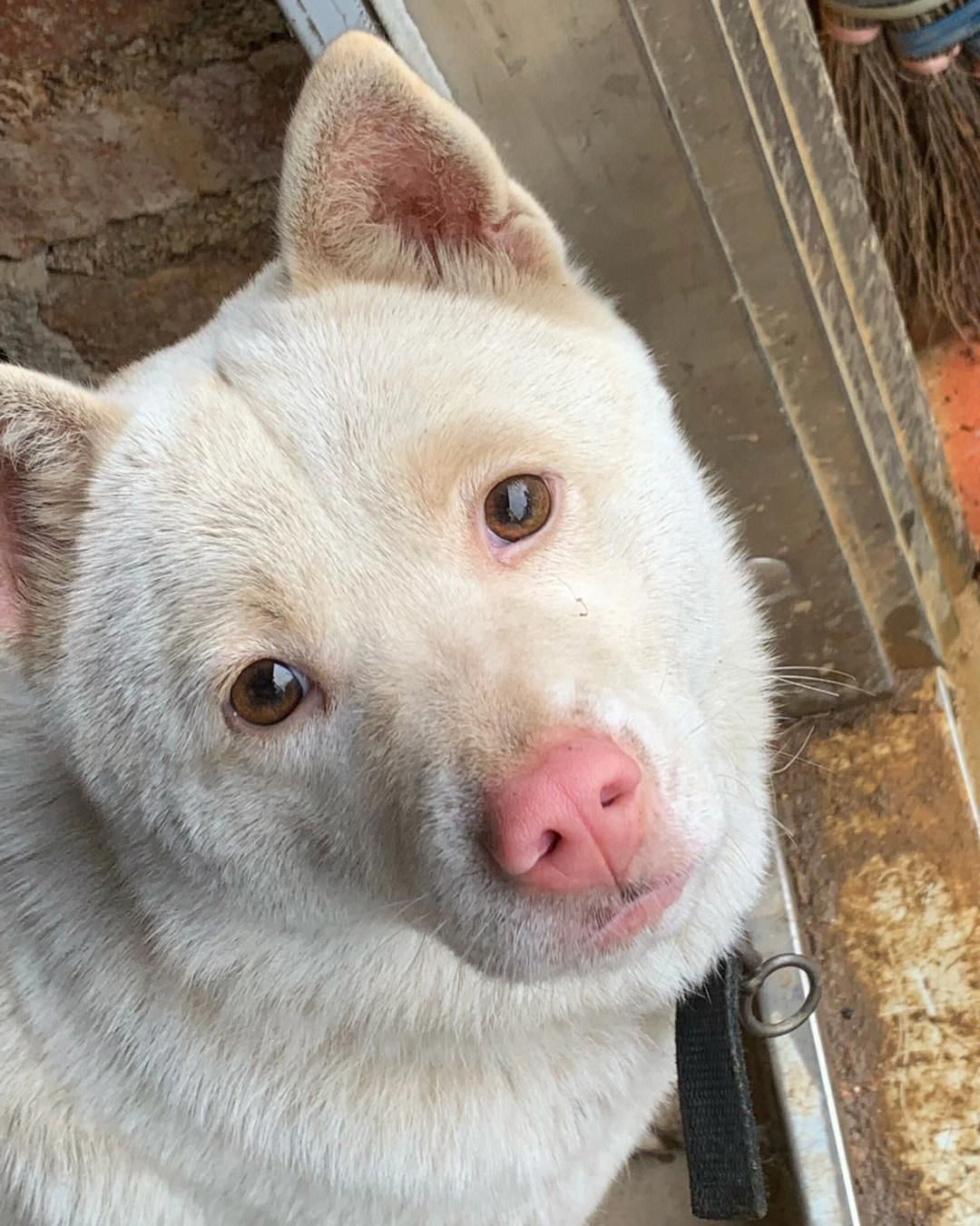 30种常见犬图片,40种常见名犬图片