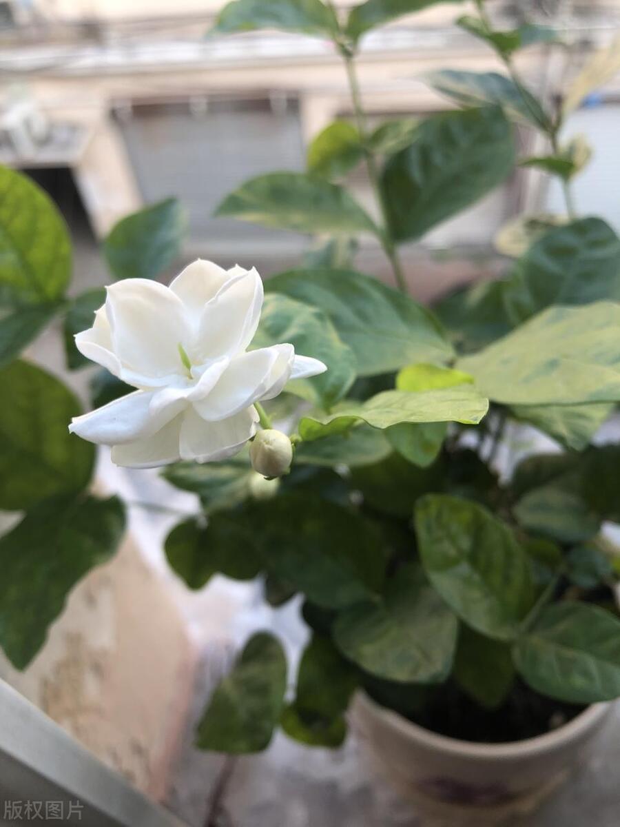 茉莉花的花苞掉光了,家里养的茉莉花为什么花开得少