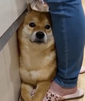 笑死！狗子1个蛋上被蚊子咬了8个包，成巨蛋小子了！