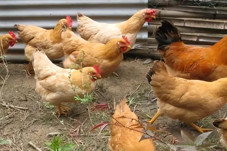 绿壳蛋鸡的养殖全过程,绿壳蛋鸡的正确养殖方法