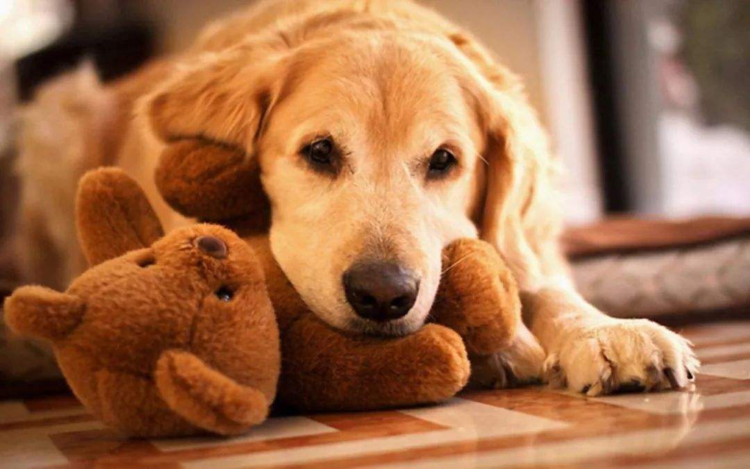 狗狗呕吐的症状及解决方法,狗狗呕吐的5种情况