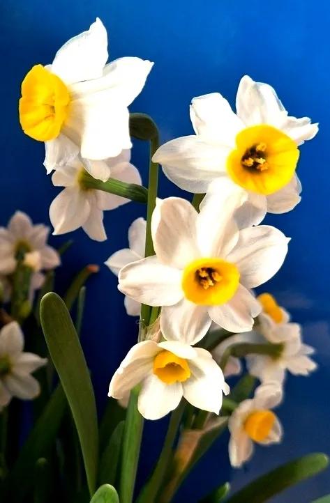 古诗词中的水仙花：飘零尘俗客再见水仙花