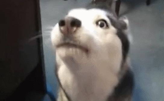 狗狗怎么预防肾脏疾病,狗狗吃什么才能预防疾病