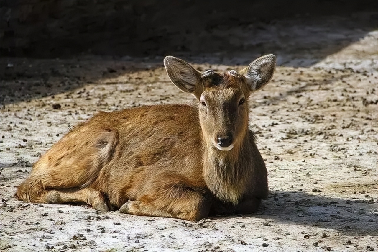 梅花鹿为什么没有梅花斑点,为什么梅花鹿没有角