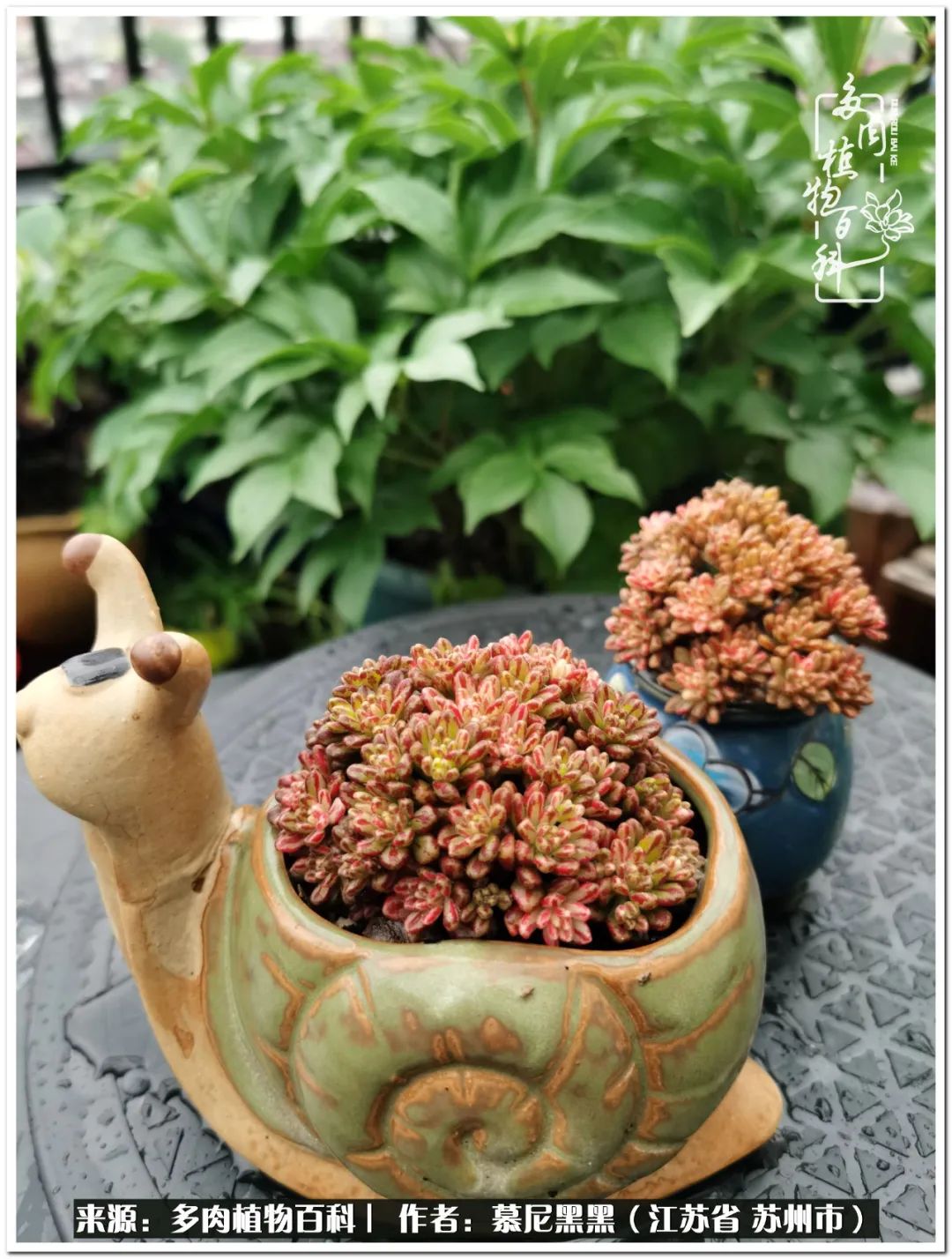 生活需要三分甜,生活需要一半禅意一半烟火