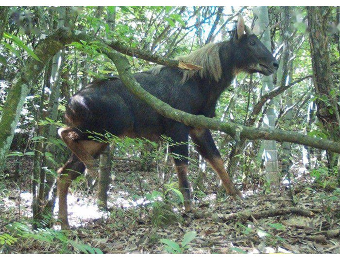 榛勫矖灞卞彂鐜板洓涓嶅儚,鑰佸啘灞变笂鍙戠幇鐨勫洓涓嶅儚
