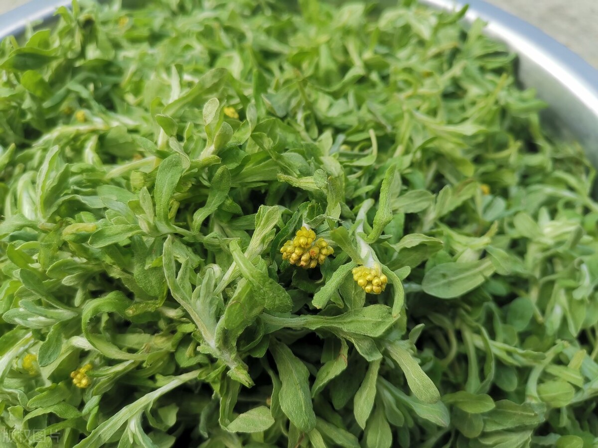 哪些草可以做青团又简单,哪些野菜可以做青团