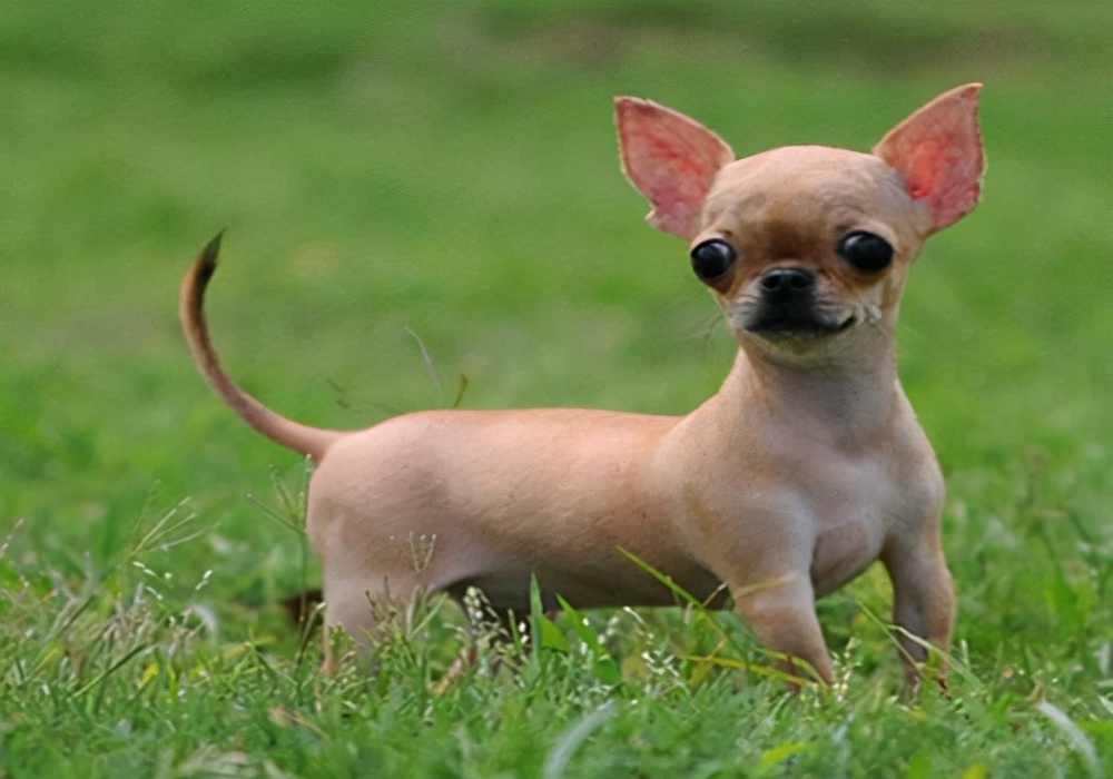 养狗狗怎么解决拉屎问题,养狗狗粪便怎么处理