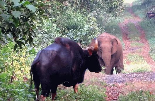 云南野外惊现濒危牛魔王,云南野生牛魔王