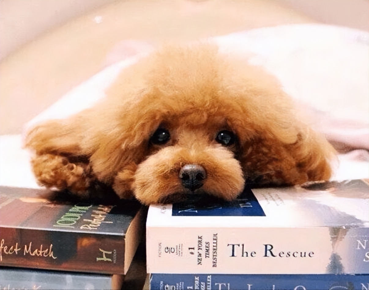 泰迪喜欢主人的表现有哪些,泰迪身体有这些表现得赶紧驱虫了