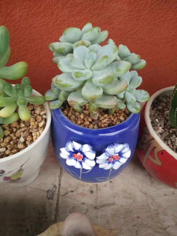 送我一轮明月文案,送我一轮明月