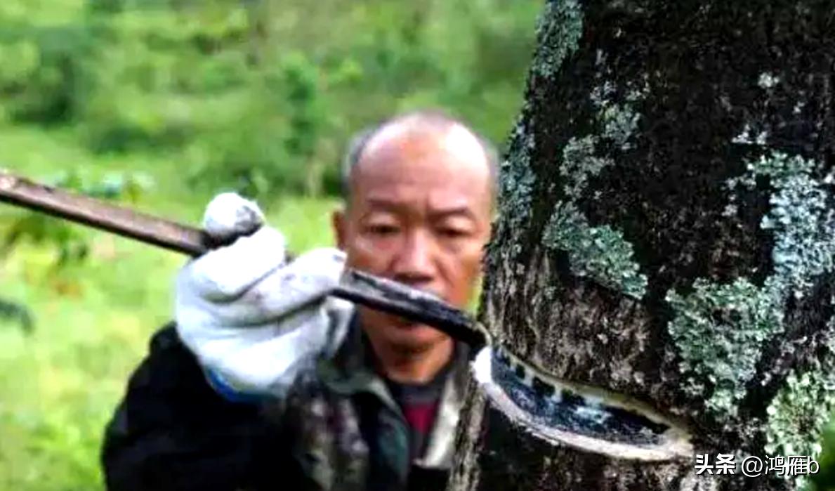 漫话“咬人”的树“漆树”