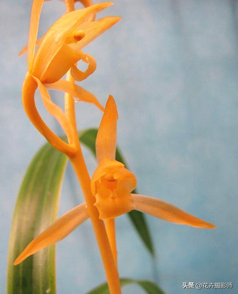 此兰被誉为国兰双圣,此兰是国兰第一名品