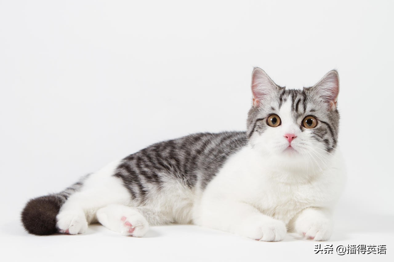 想表达我喜欢猫，说Ilovecat可能会被误会成变态