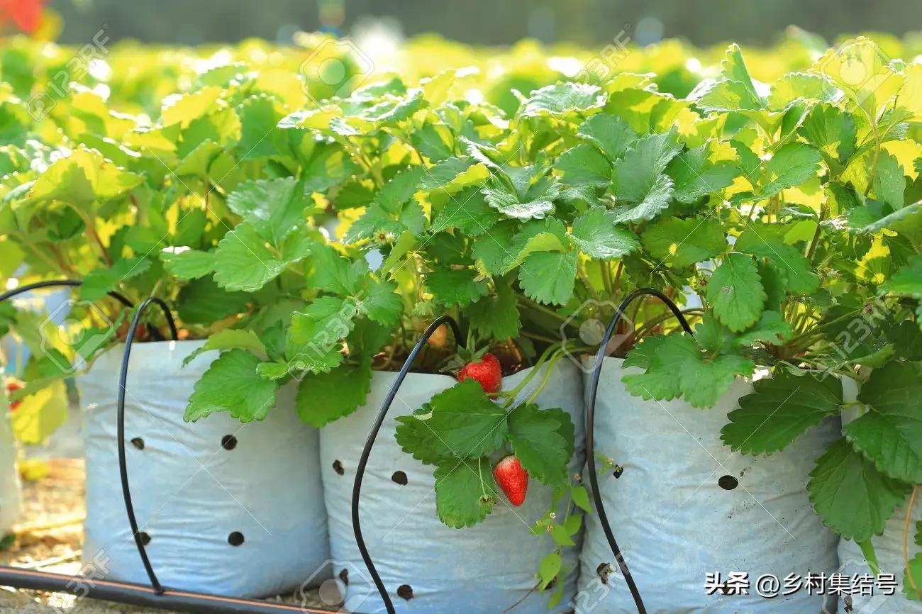 安田草莓园,日本安田草莓园