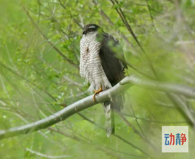 野性贵州有问必答丨这种猛禽会空中翻身,个子虽小战力爆表