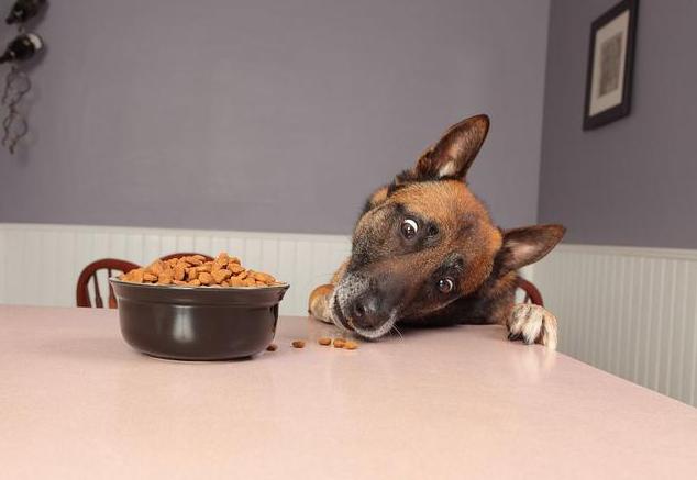 狗狗有几种表现要注意,狗狗有这几种情况说明上火了