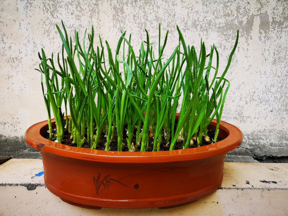 阳台种菜可以多茬采收,在阳台种菜最快采收的五种蔬菜